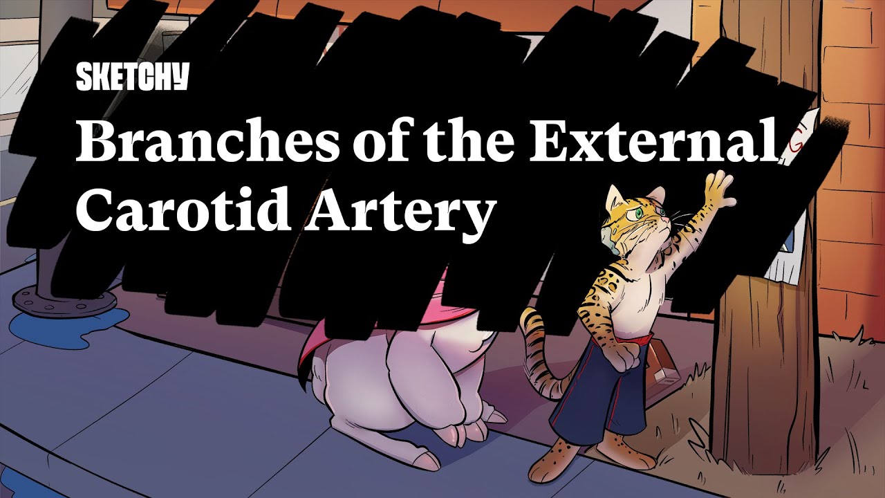 The Branches of the External Carotid Artery in Less Than 3 Minutes | Sketchy Medical | USMLE Step 1