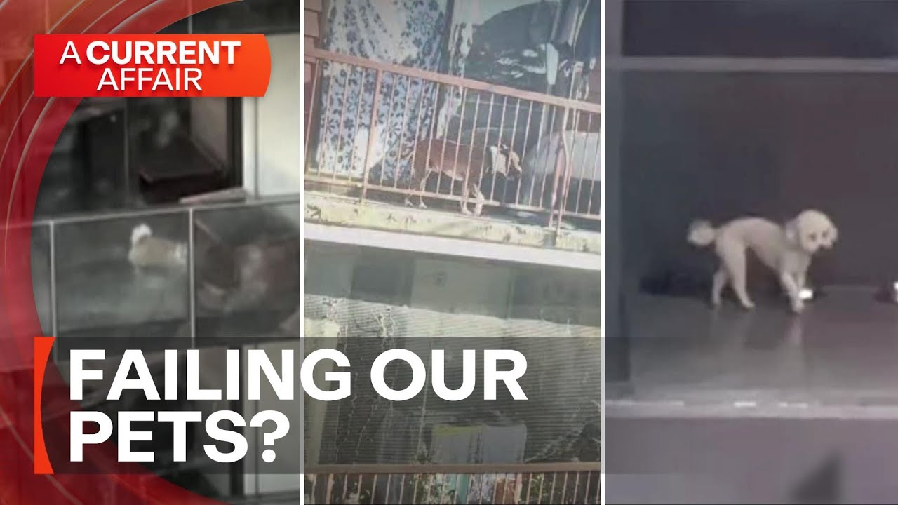 Why outdated laws are failing our pets | A Current Affair