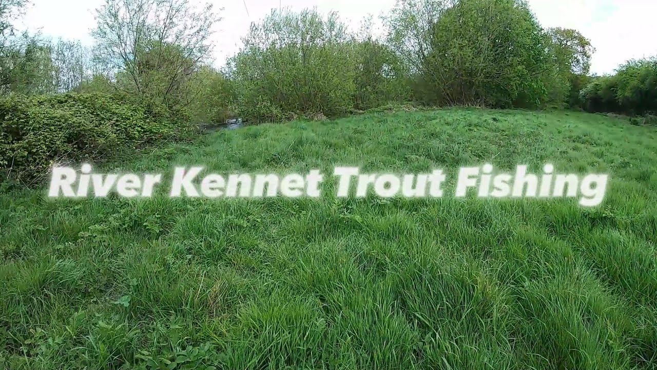 Wild trout fishing on the River Kennet