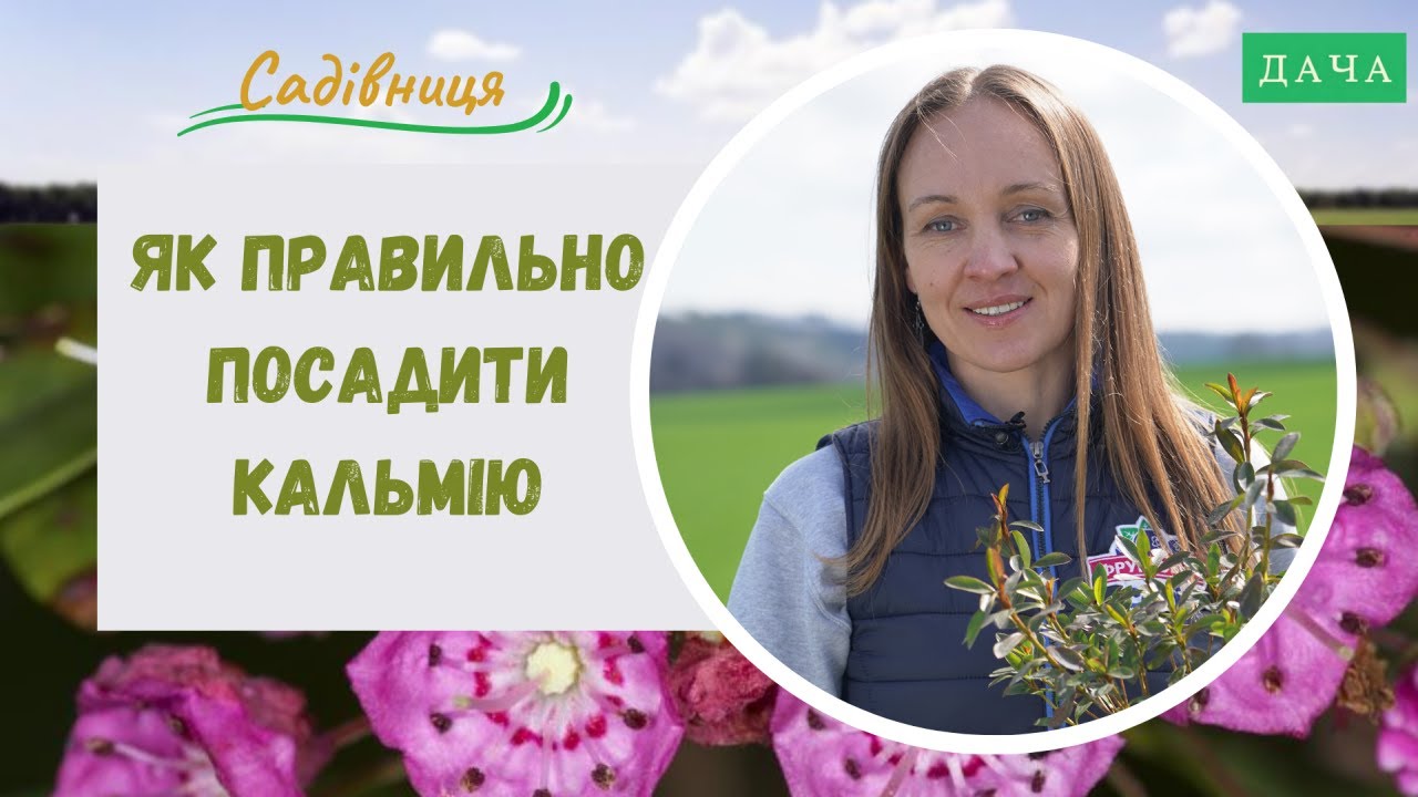 Як правильно посадити Кальмію? Догляд та Розмноження Кальмії.