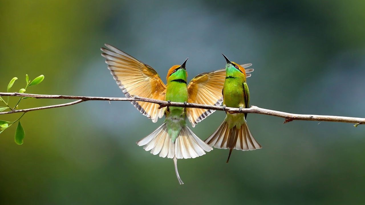 ♫♫ Canto de pájaros para relajarse ♫♫   2 Horas de sonidos relajantes de pájaros.