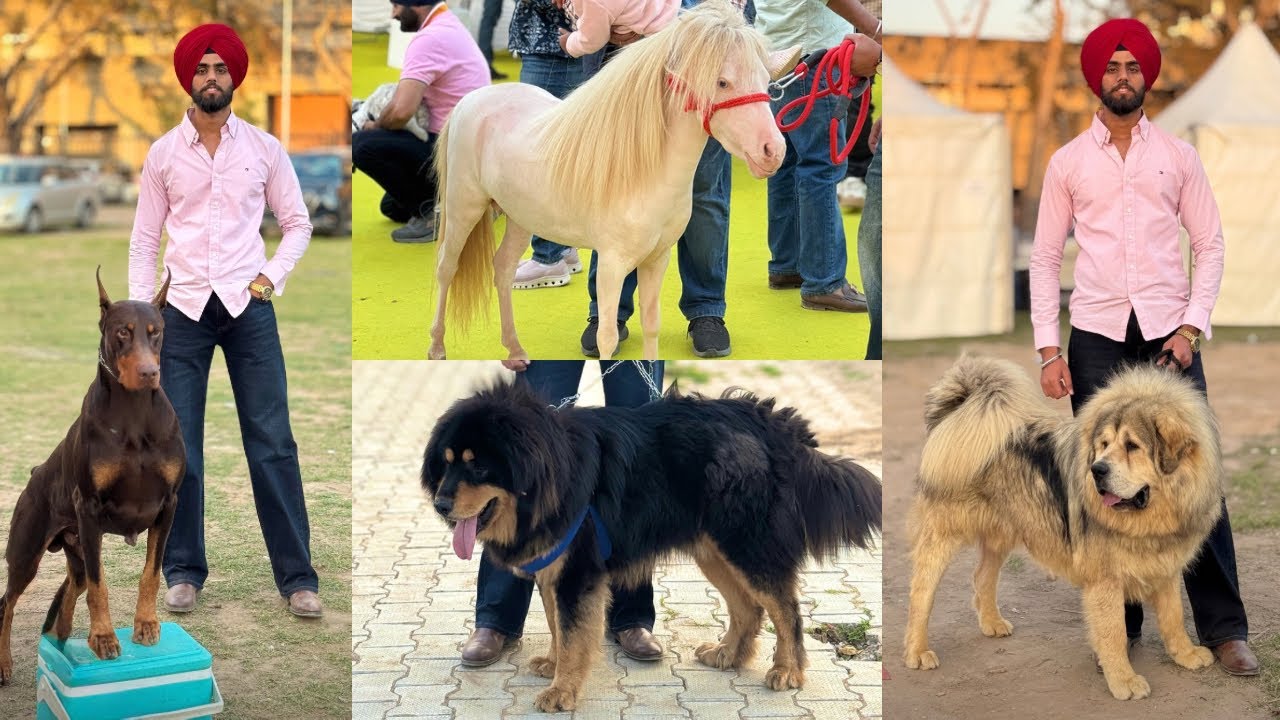 Chandigarh Dog Show 2026😱 First Time Puppy Market In Chandigarh 🔥 