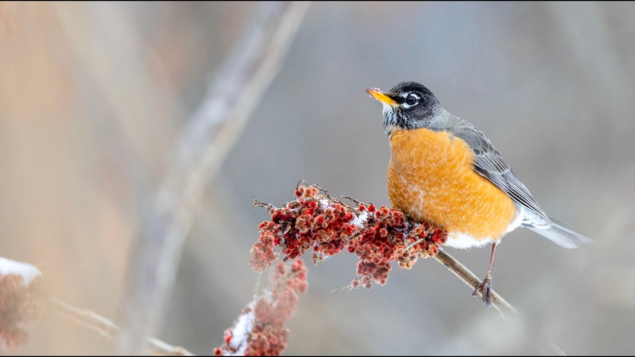 For Educators: The Great Backyard Bird Count