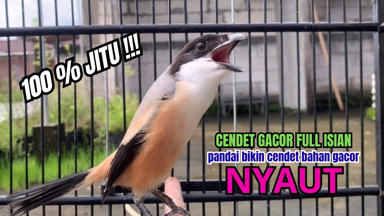 burung cendet gacor FULL ISIAN pandai BUAT PANCINGAN CENDET AGAR BUNYI,, bikin BURUNG PENTET GACOR