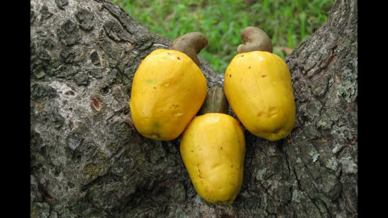 Frutas De El Salvador