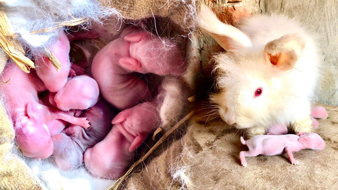 Aaj rabbits ko dod pilaya 