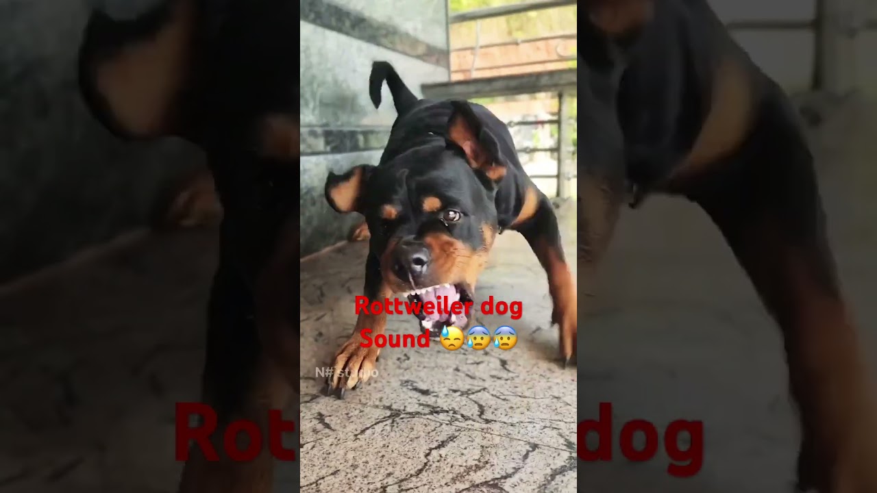 Dangerous Rottweiler Dog Sound 🫣😳🥵🥵 !! Rottweiler dog sound !! 
