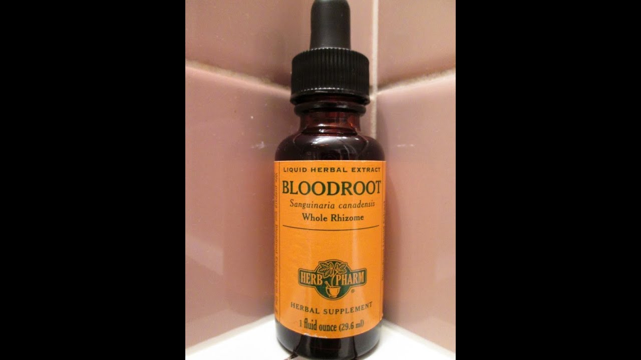 WD Herb Of The Week: Bloodroot