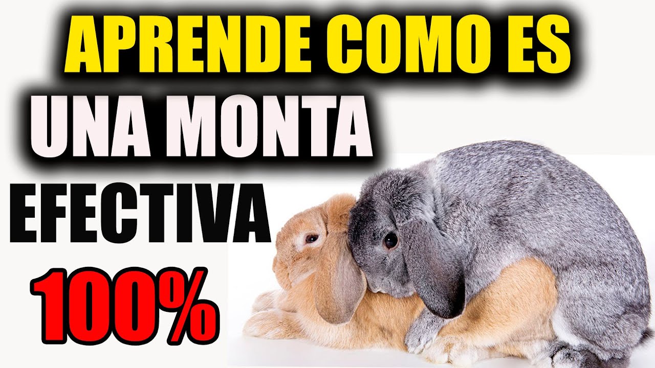 COMO Se Aparean Los CONEJOS : Como Se REPRODUCEN. Monta EFECTIVA : CRIANZA DE CONEJOS.