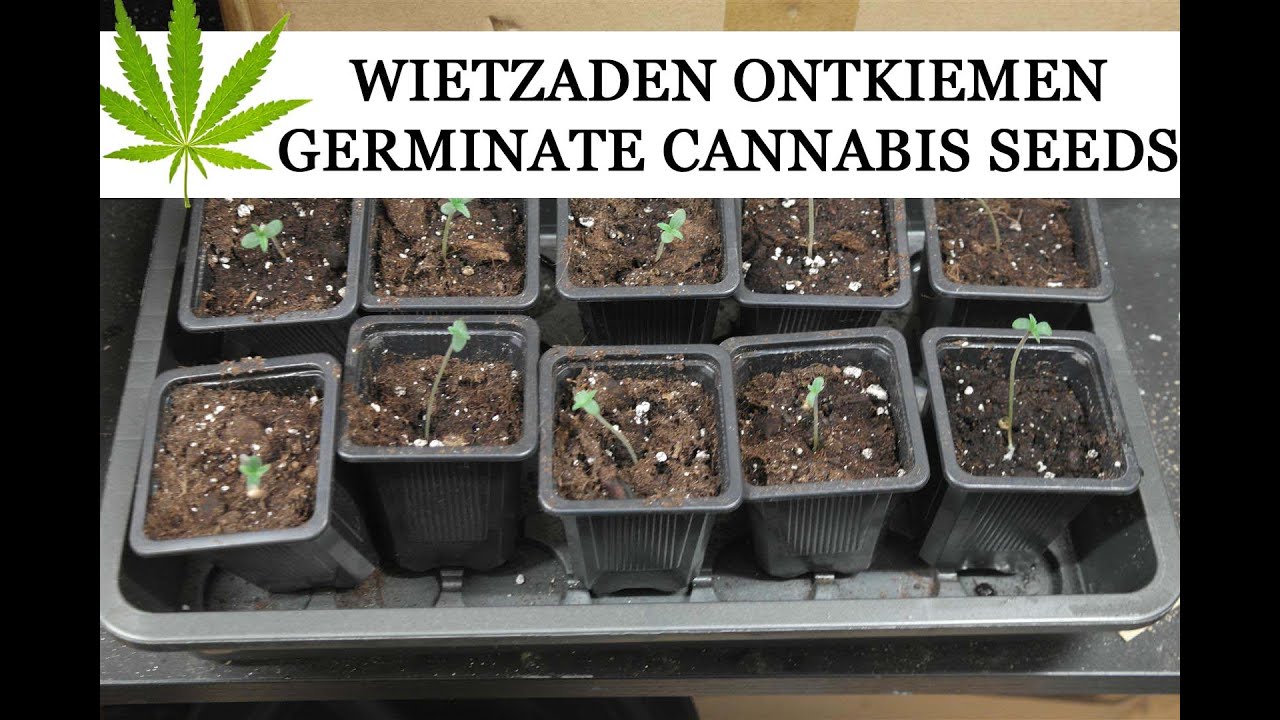 Wietzaden ontkiemen - Germinate Cannabis Seeds - Most Dope Seeds
