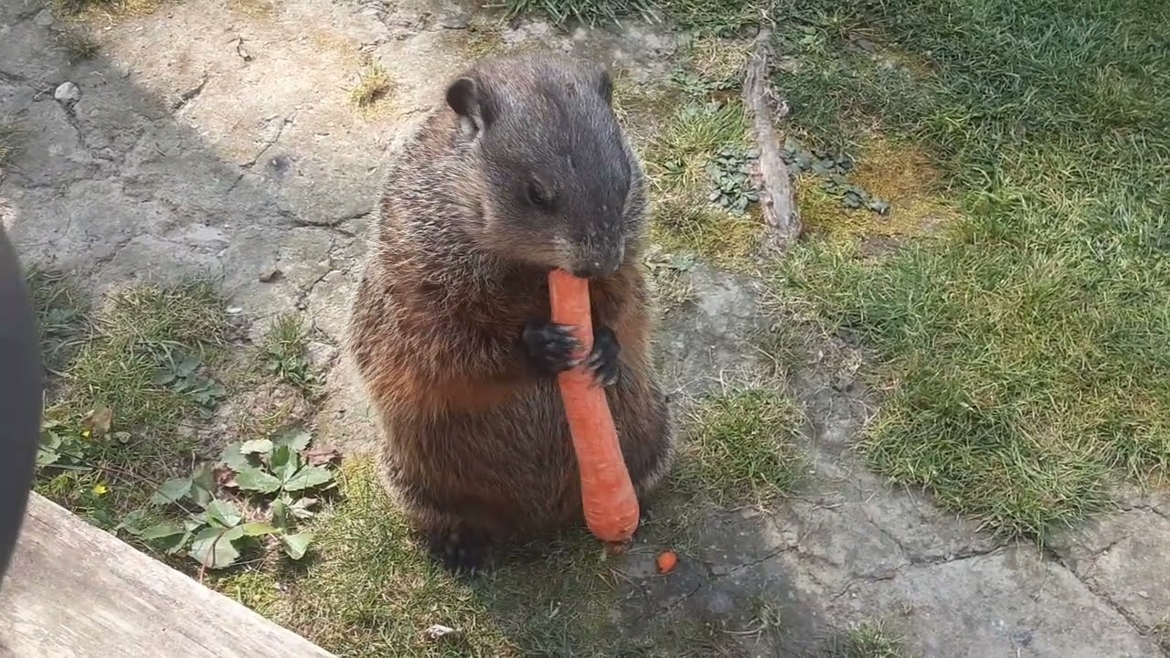 Mr. Sparkle Relaxing And Eating Healthy Always 🥕🐾 #groundhog #mr #sparkle #carrot #relaxing #cute