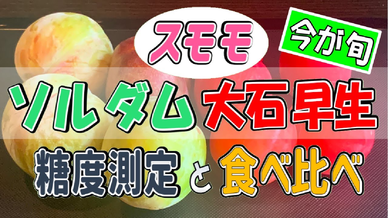【スモモ】 20240706 スモモ ソルダム•大石早生の糖度測定と食べ比べ【ソルダム】【大石早生】