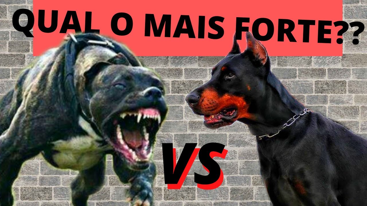 Doberman VS Pitbull - Qual o mais forte??