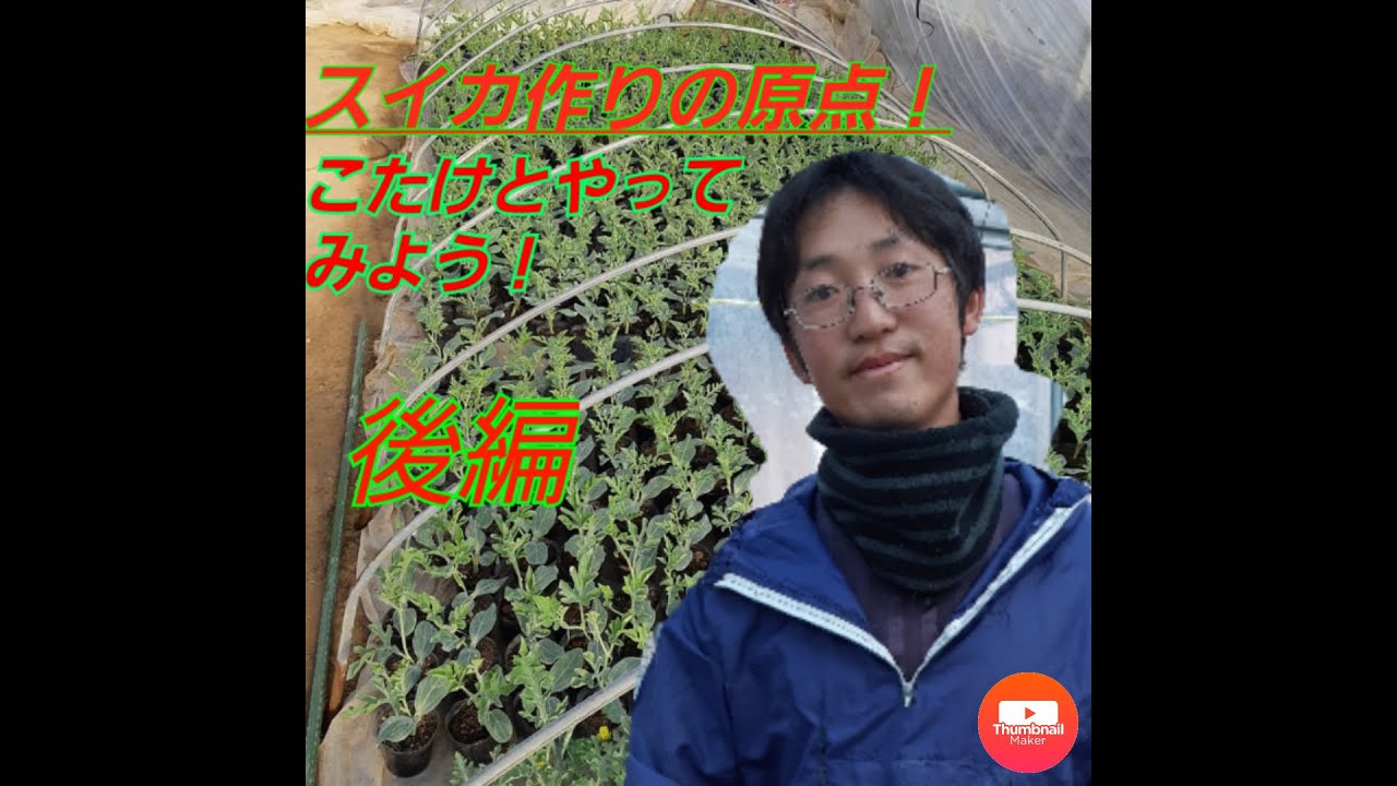 スイカの栽培！接ぎ木編～後編～
