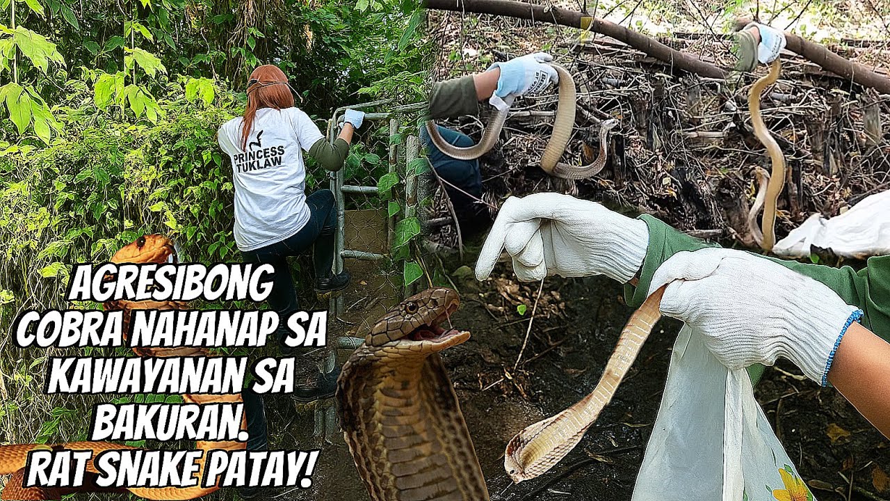 AGRESIBONG COBRA NAHANAP SA KAWAYAN SA BAKURAN, RAT SNAKE PATAY NG MAKITA #princesstuklaw