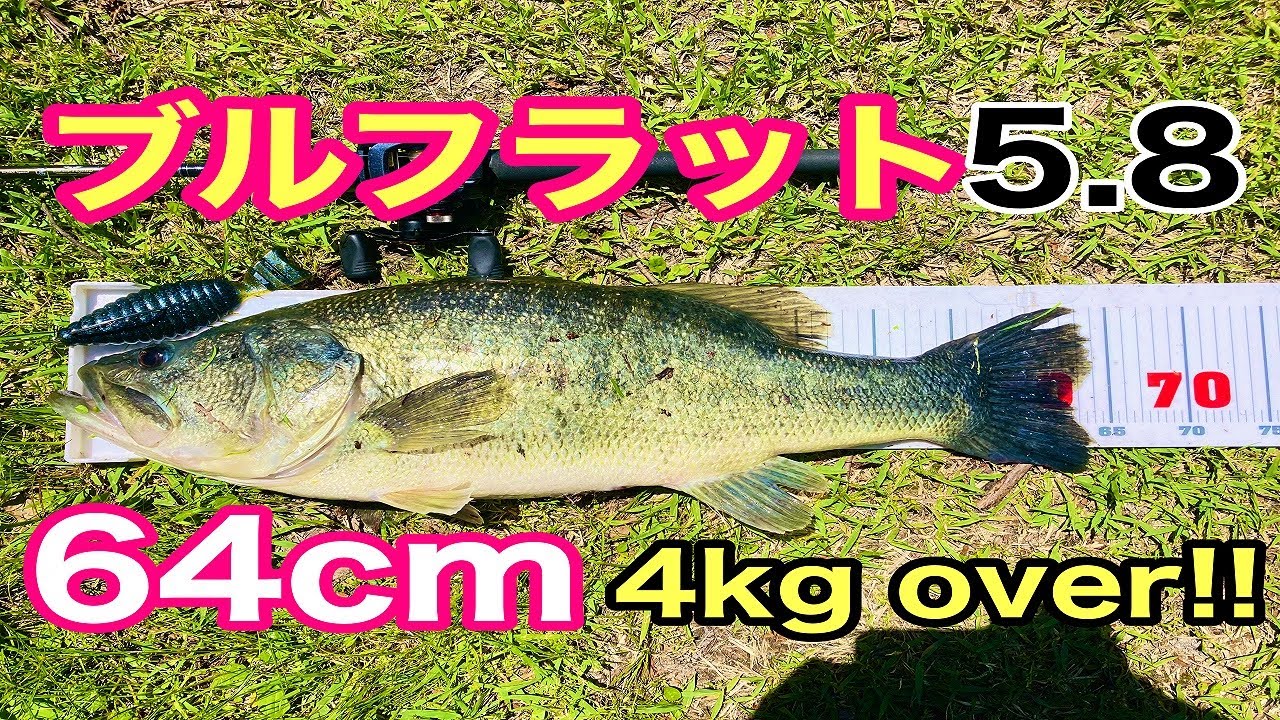 まさかの64cm！！ブルフラット5.8の衝撃！！【琵琶湖バス釣り】