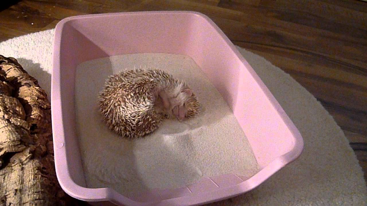 Weissbauchigel Ella genießt ihr Sandbad