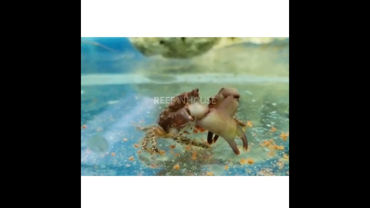 caranguejomitraculos algueiro peixemarinho reefsafe aquariomarinho   