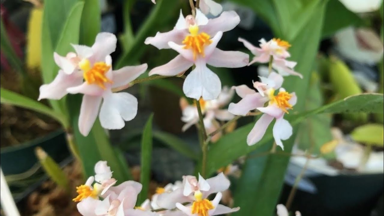 Orquideas Oncidium en Floración