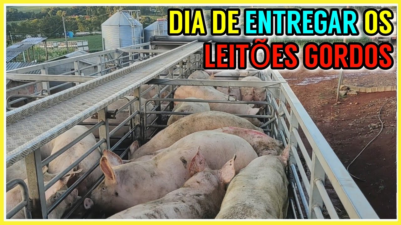 Dia de entregar os LEITÕES GORDOS veja os detalhes (produção de carne)
