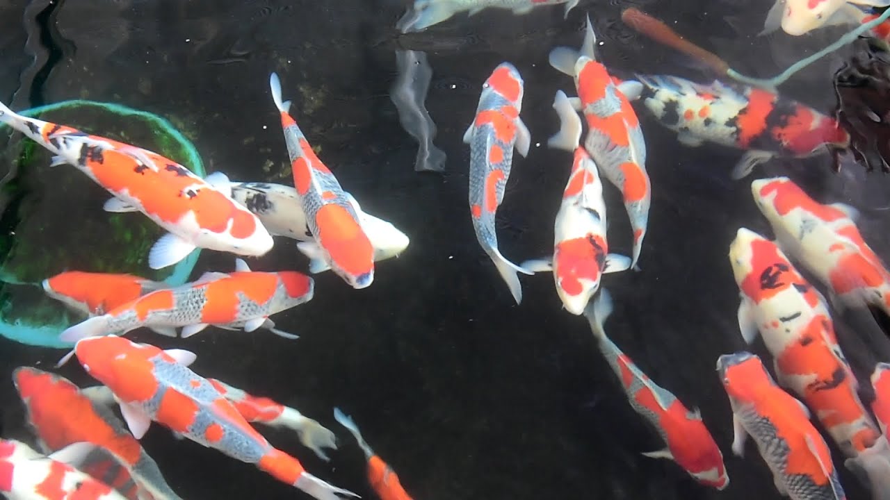 Modern Koi Blog #951 - Niigata Spezial: Kanno Koi Farm