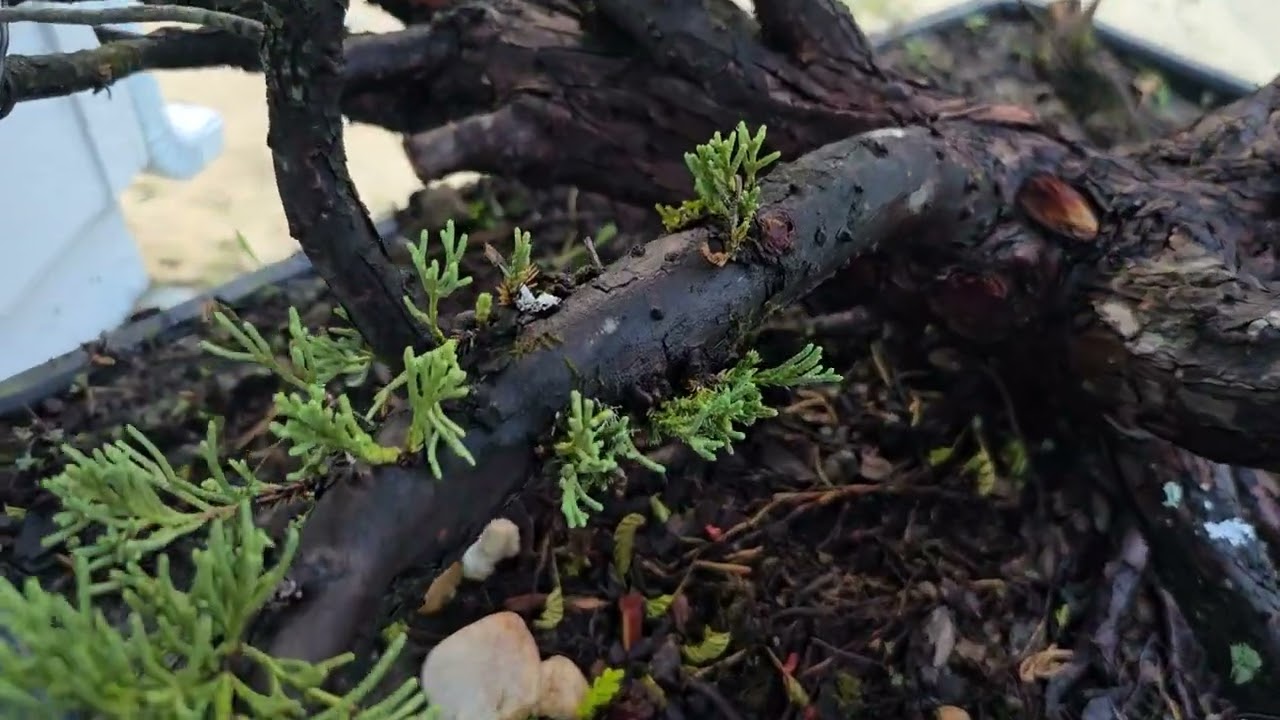 Giant Yamadori Juniper Update