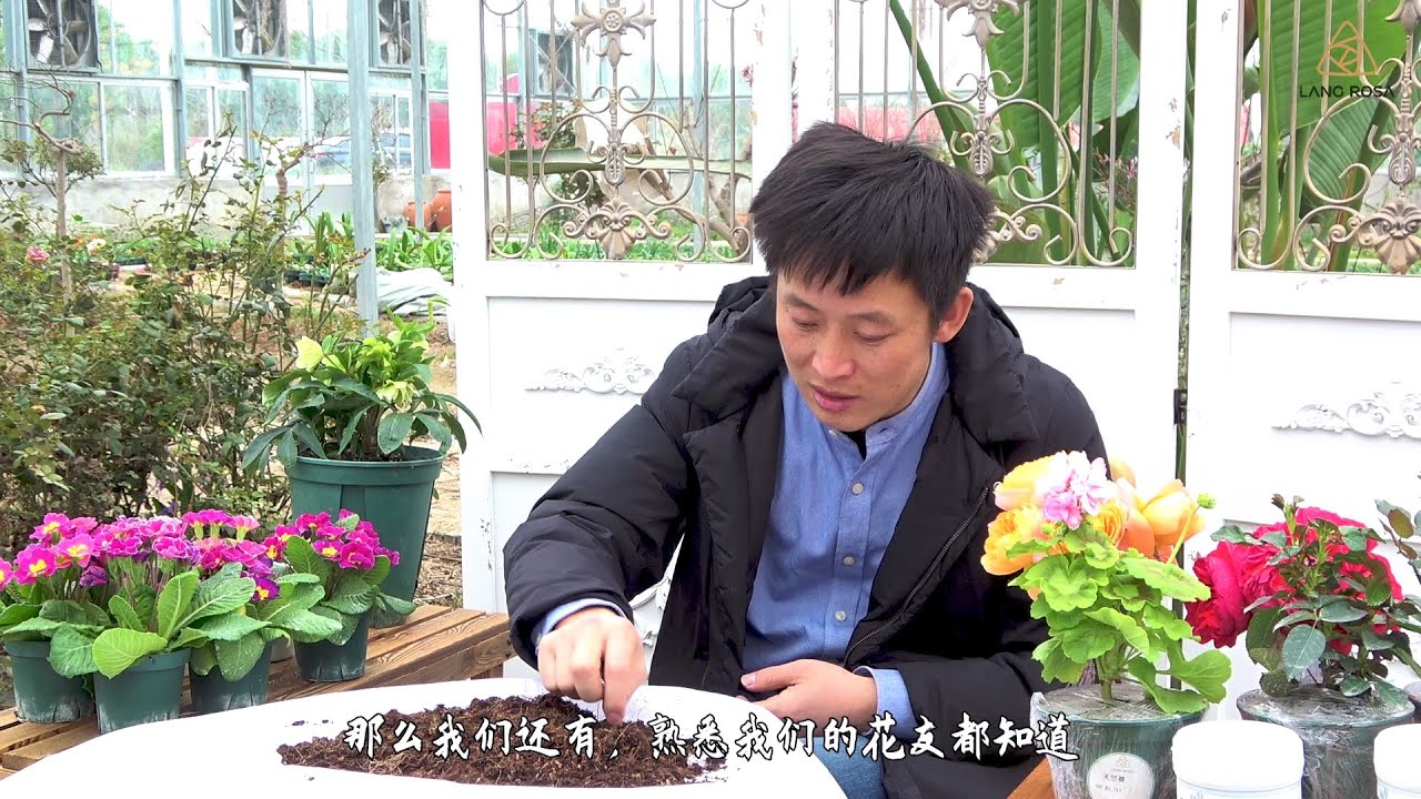 种植月季，选用什么样的基质？