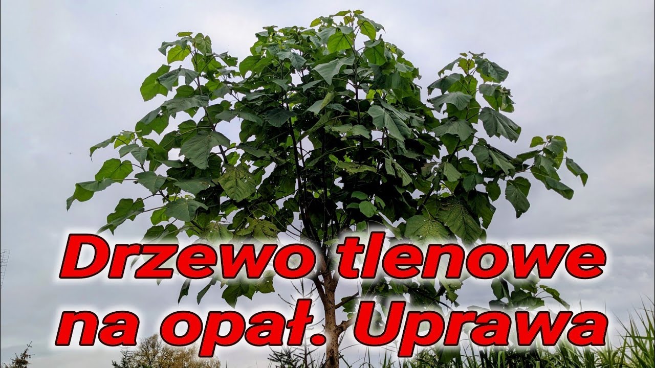 Paulownia nie rosnie dlaczego. Jak przycinam paulownie, formowanie na wiele sposob&oacute;w, drewno opałowe