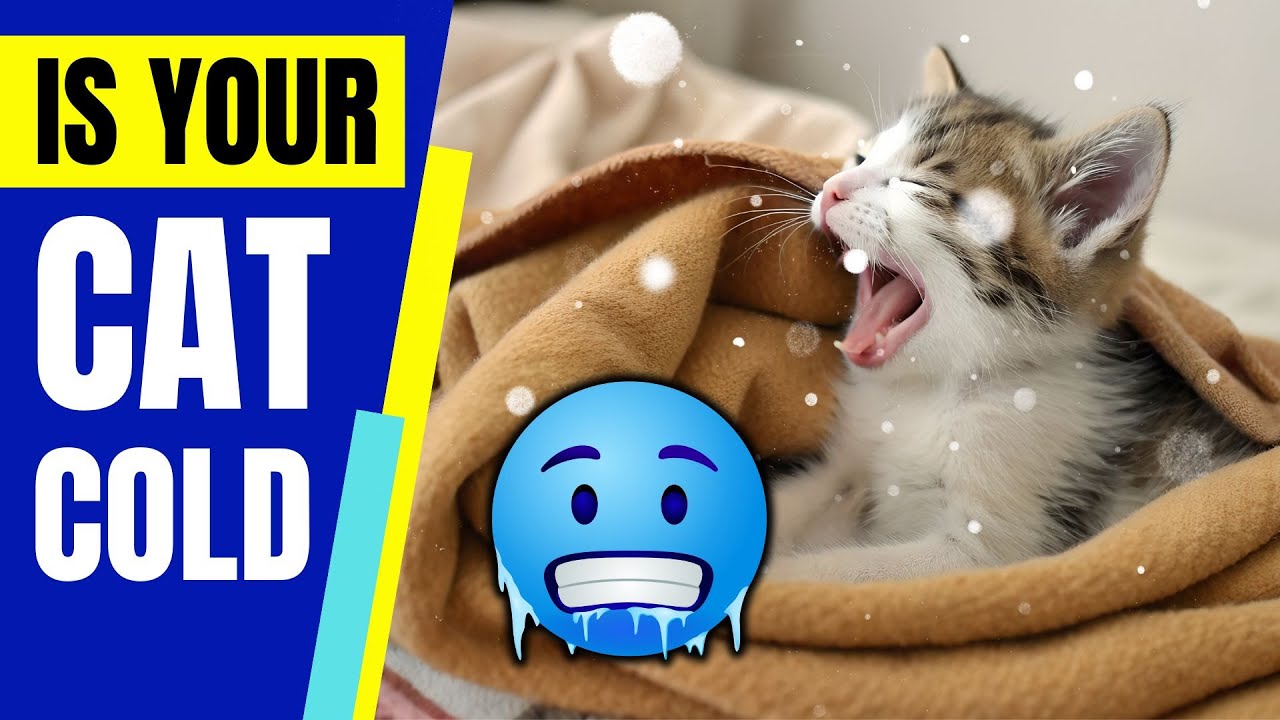 How to Tell if Your Cat Is Cold?