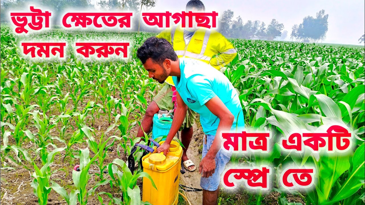 ভুট্টা ক্ষেতের আগাছা দমন করতে কি কি ঔষধ প্রয়োগ করবেন? কি ঔষধ প্রয়োগ করলে আগাছা দমন হবে? Tiger Agro