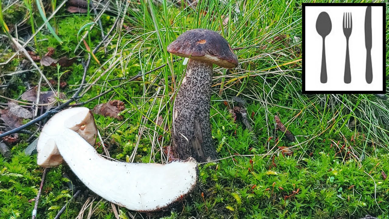 Koźlarz czarnobrązowy (Leccinum melaneum) Jaworzno 26.05.2019