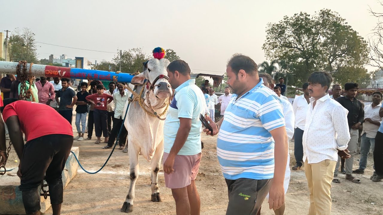 గిద్దలూరు గ్రామం ఆరు పళ్ళు విభాగం 10వ జత VGR BULLS 4000