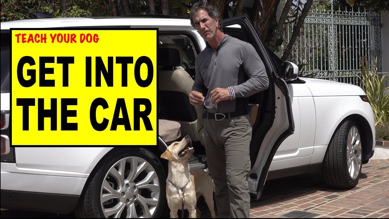 Teach Your Dog to Get into the CAR - Dog Training Video