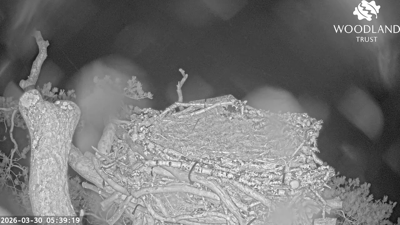 Loch Arkaig Osprey Camera 2