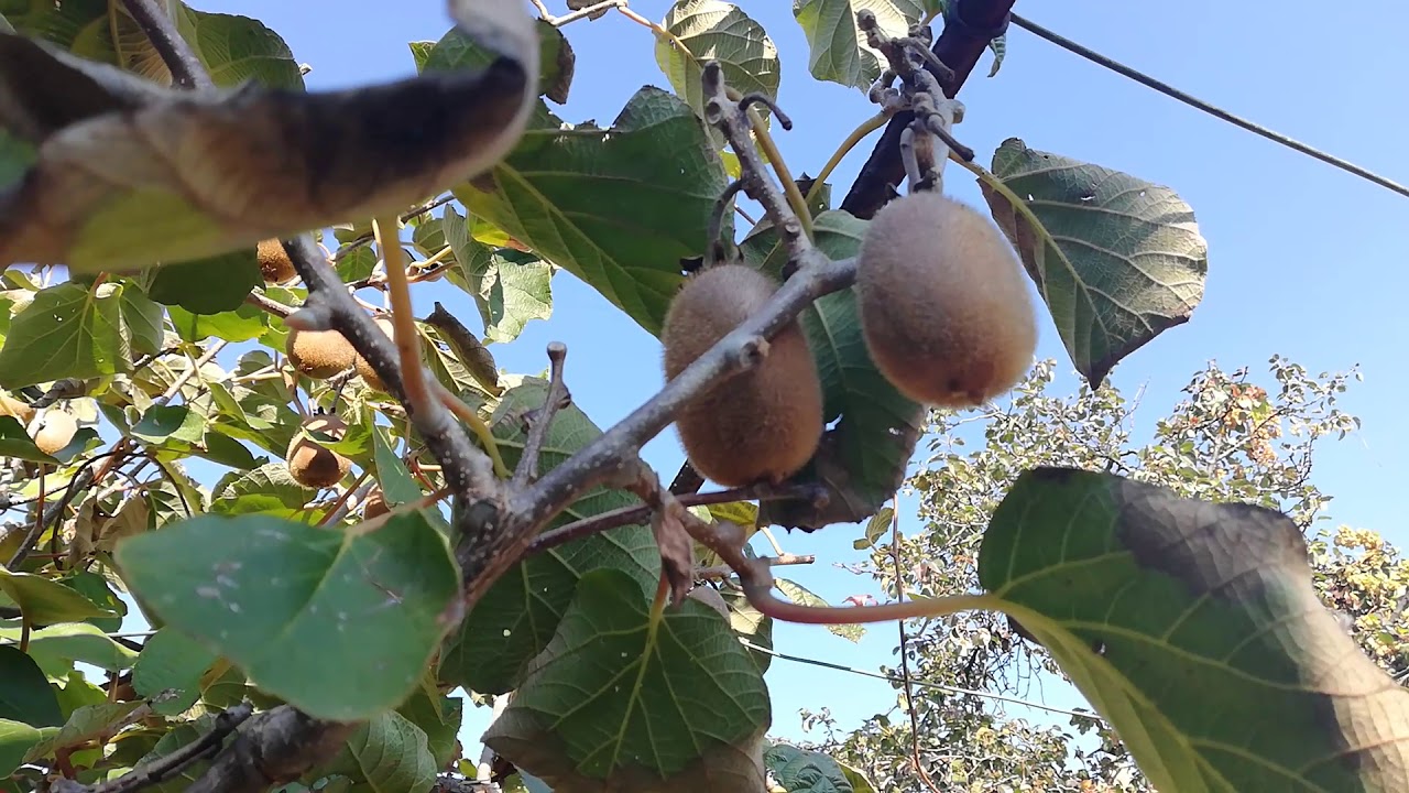 № 122    Киви. Кога да приберем (оберем) кивито? Kiwi. When to pick a kiwi?
