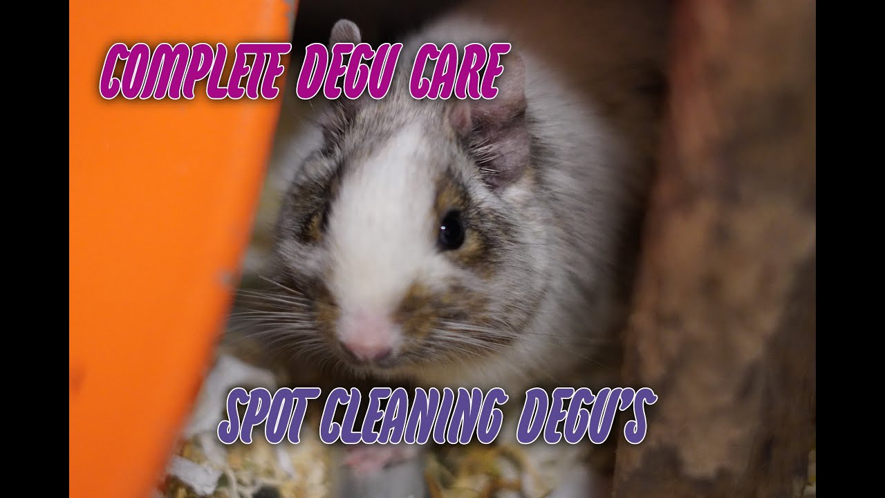 Degu Cage Spot Cleaning