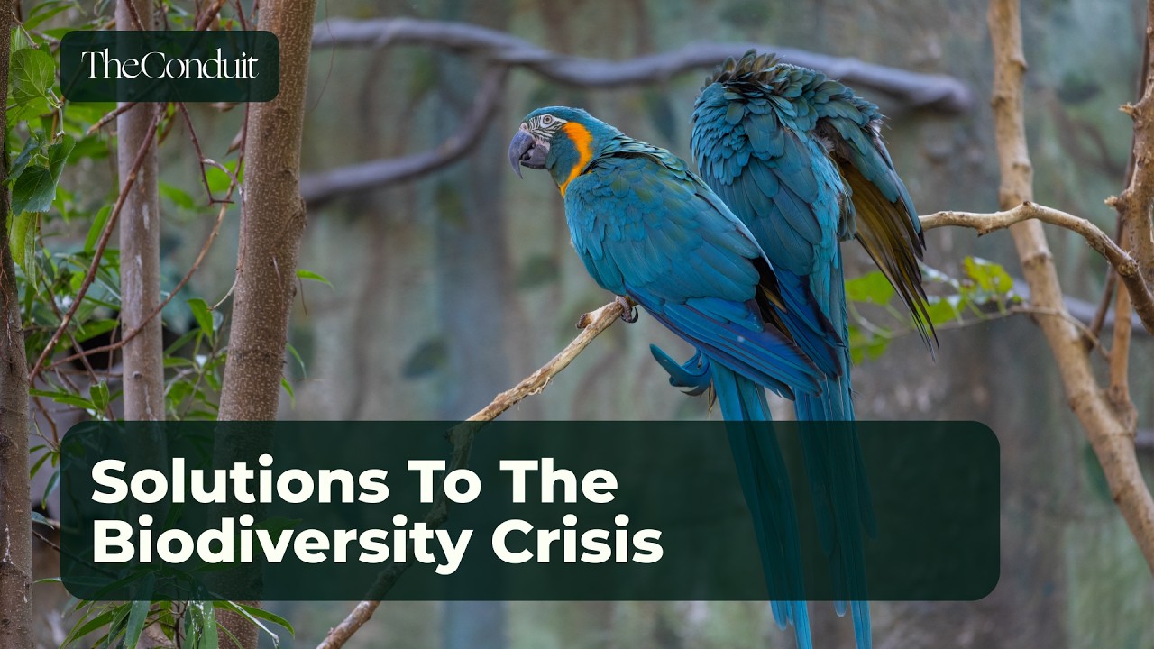 Solutions to the Biodiversity Crisis with David Edwards, Simon Evill, Tom Maidment & Alice Ritchie