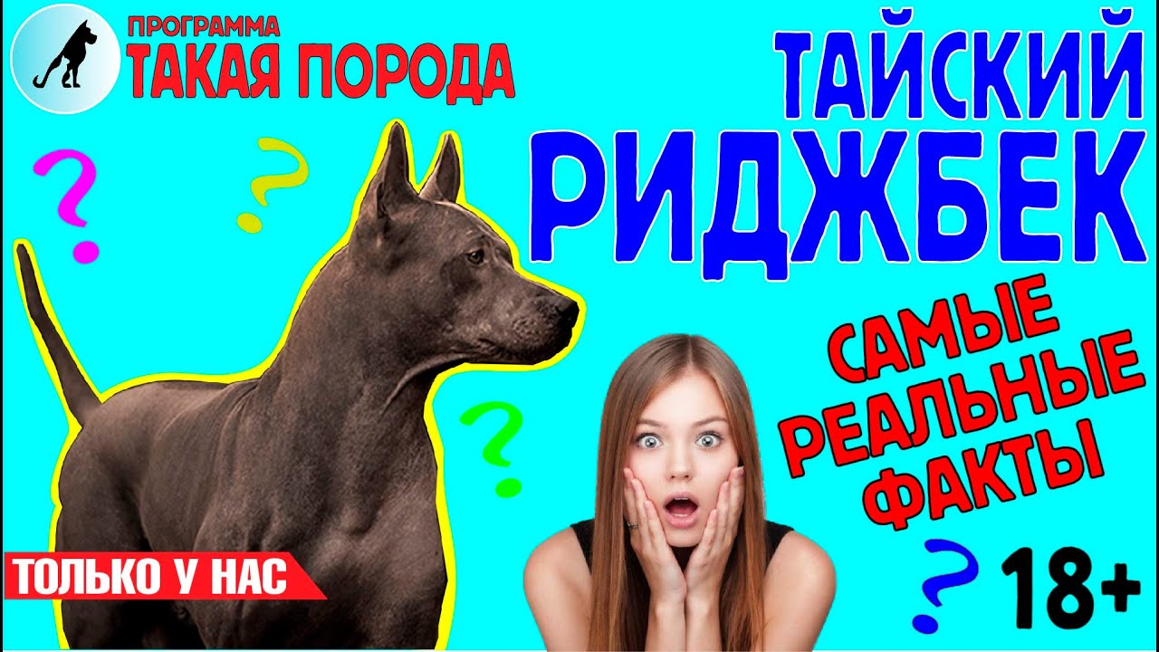 Такая порода. Тайский риджбек