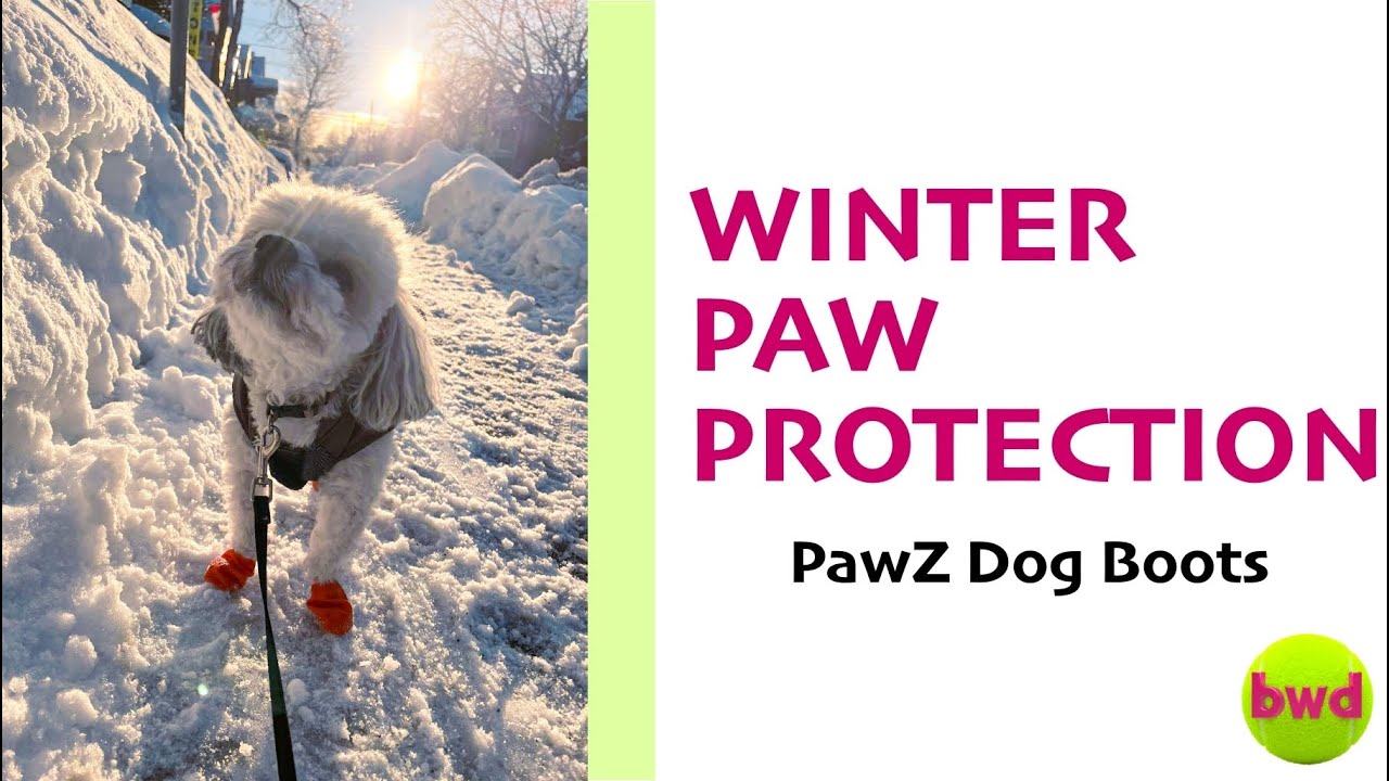 How to put on PAWZ dog booties