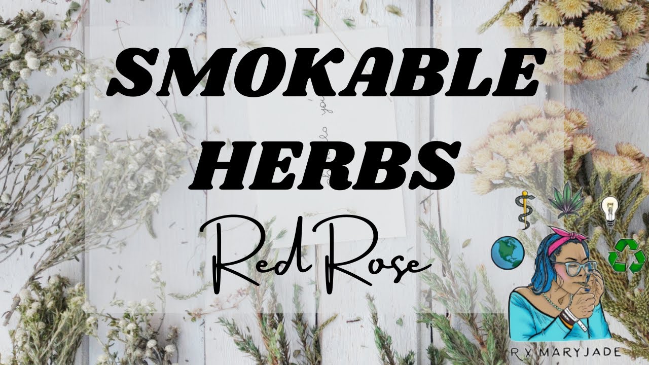 How To Smoke Red Rose Taste & Feel || A Beginners Guide To Smokable Herbs || Smoking Red Rose Review