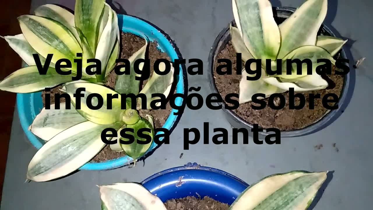 Como fazer muda da espadinha variegata fácil - espada de são Jorge