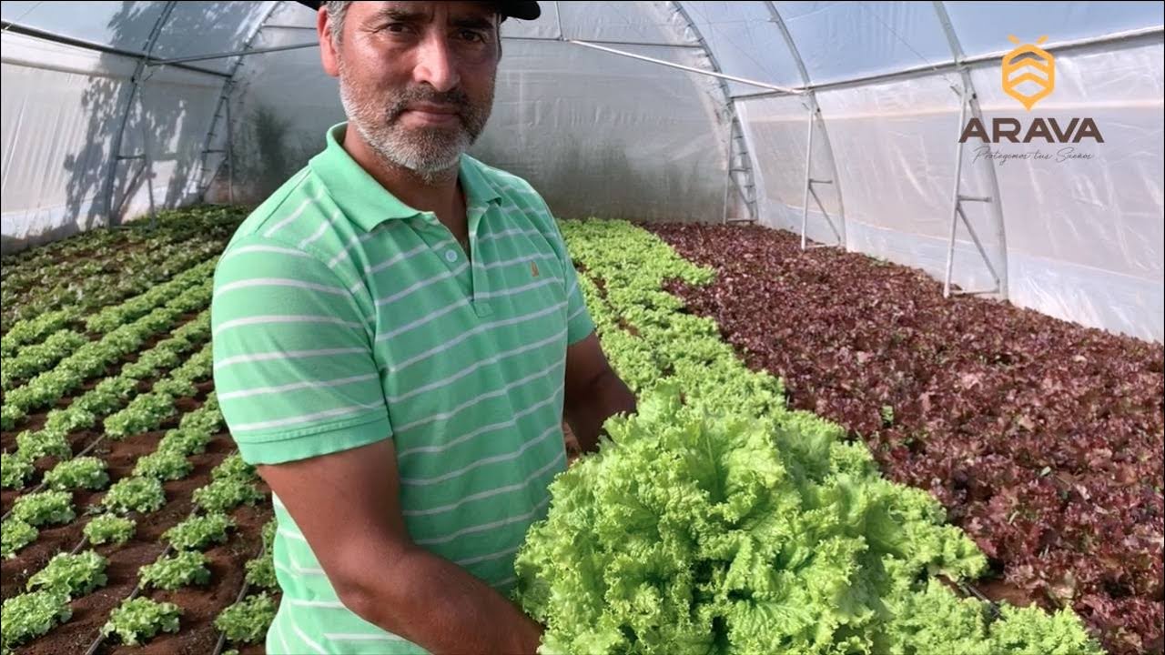EXPERIENCIA ARAVA - Producción de Hortalizas, sector Rio Negro.