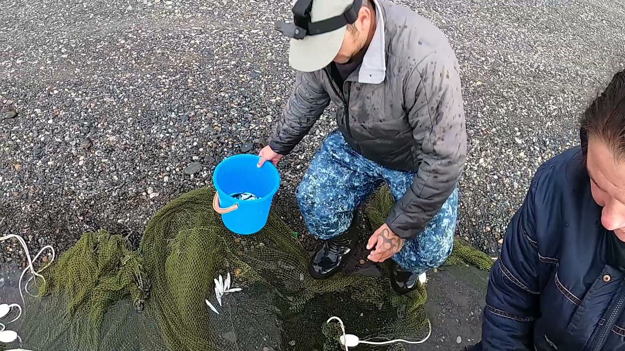 Рыбачим неводом тугуна!