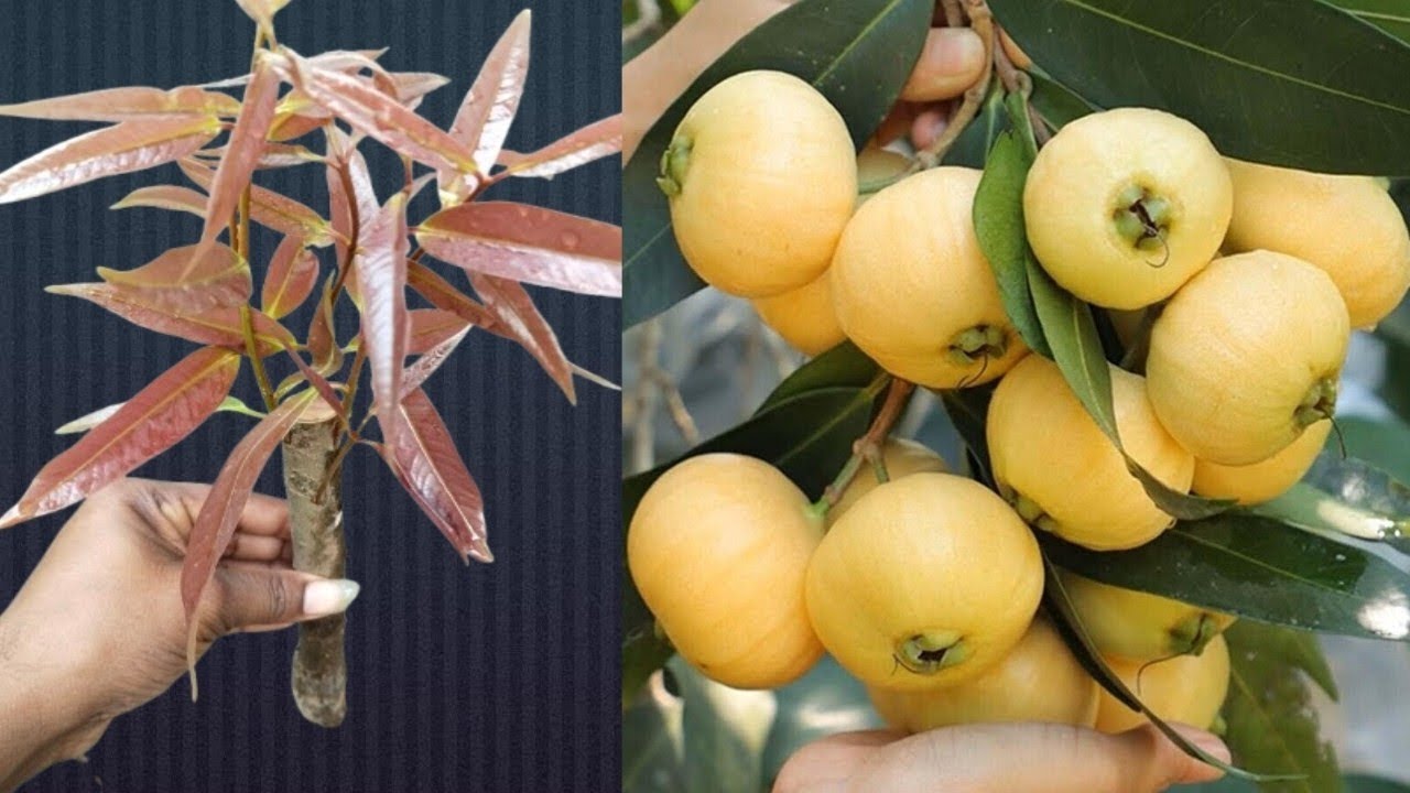 Amazing How To Propagate Gulab Jamun Tree From Cutting Of Branches Used Aloe Vera