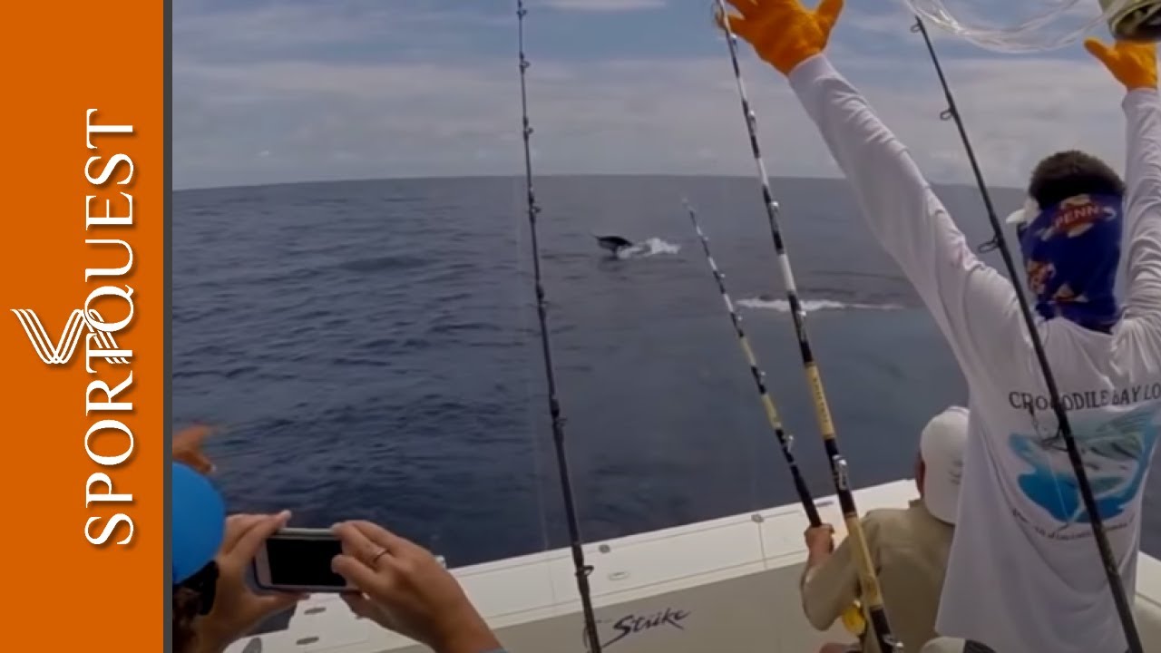 Insane Fights from Lots Of Billfish At Crocodile Bay Resort, Costa Rica 🐊