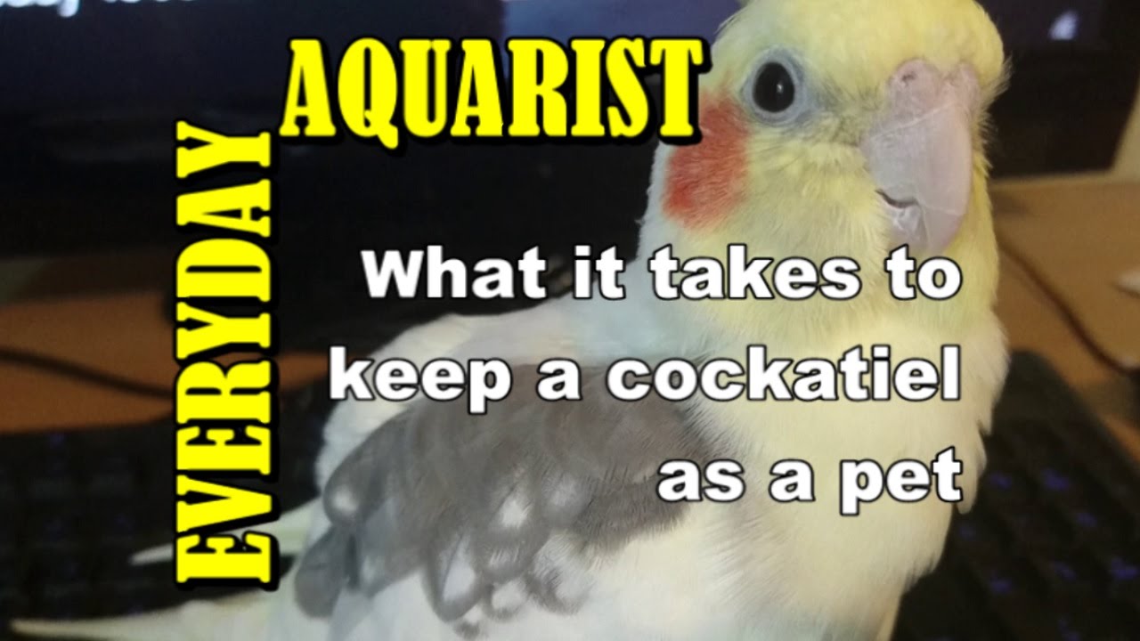 How To Care For And Keep Cockatiels | Pet Parrot