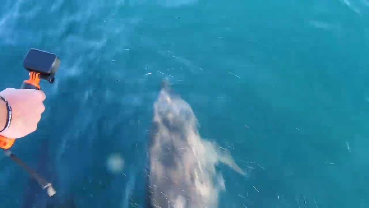dolphins  chasing and jumping in Bartolome island by our boat