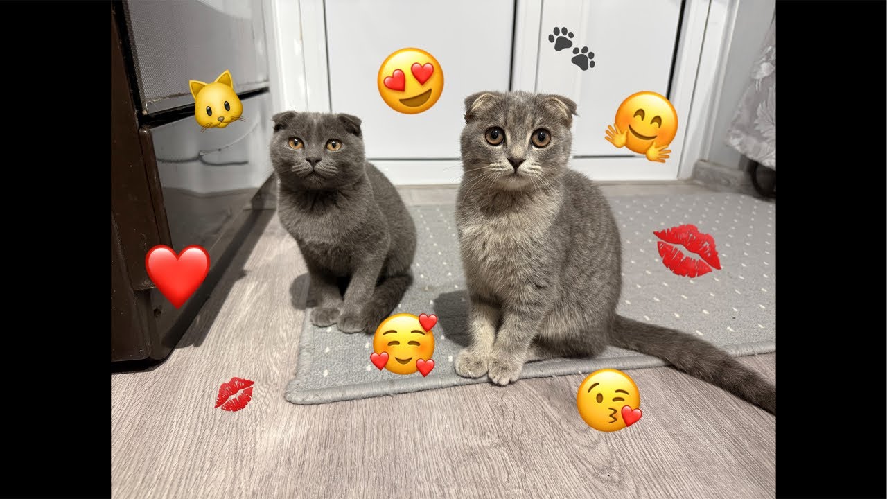 Two Cute Kittens Live – Funny, Relaxing & Heart-Melting Moments