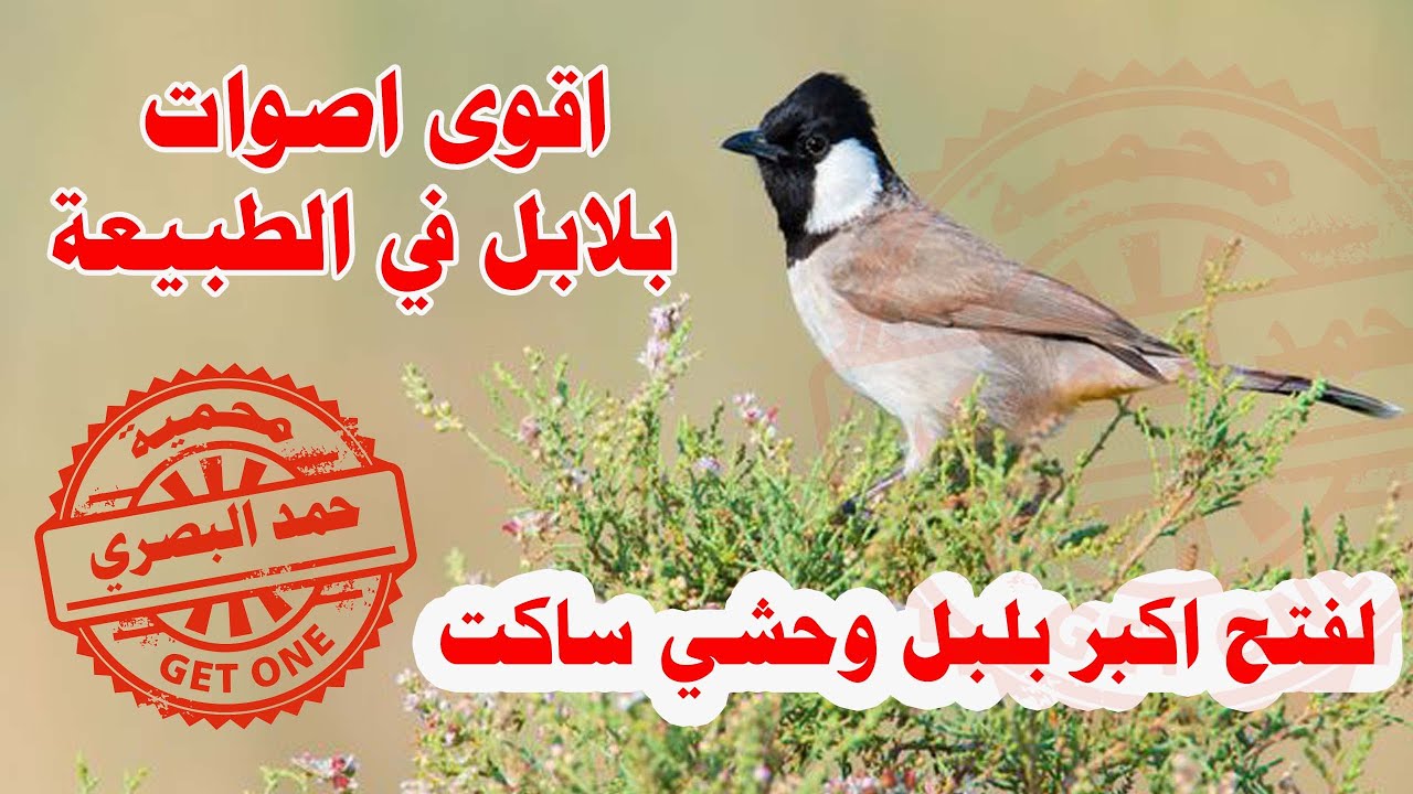 اقوى تغريد بلابل في الطبيعة يفتح اكبر بلبل وحشي ساكت