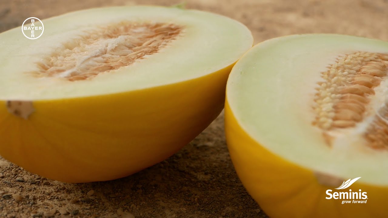 Novedad  vs competencia | Seminis | Melon amarillo tard&iacute;o |